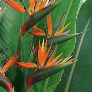 aves-do-paraiso