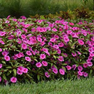beijo-pintado rosa em jardim