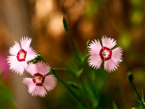 cravinas rosas