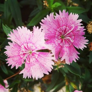cravinas rosas