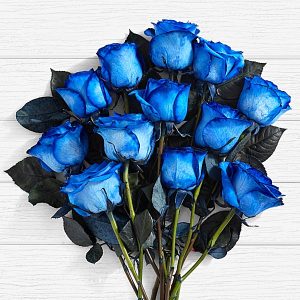 rosas azuis