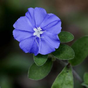 azulzinha
