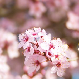 flor de cerejeira
