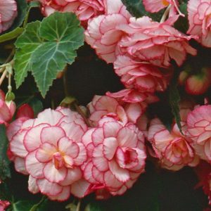 begônias rosas