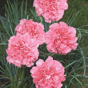 cravos rosas