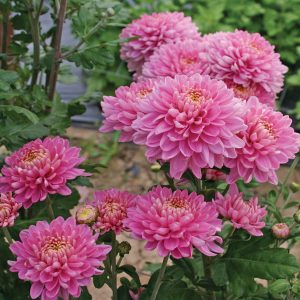 crisântemos rosas