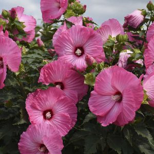 hibiscos rosas