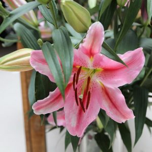 lírio rosa