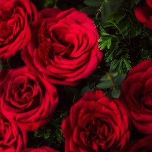 rosas vermelhas
