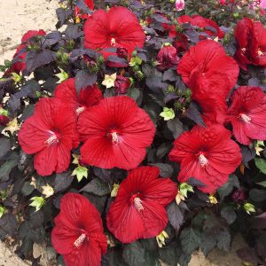 hibiscos vermelhos