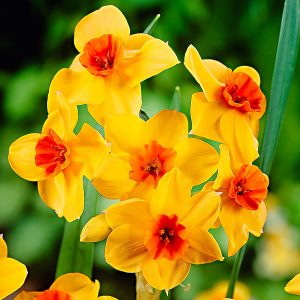 narcisos amarelos