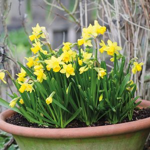 narcisos amarelos em vaso