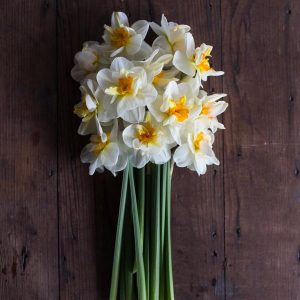 narcisos brancos