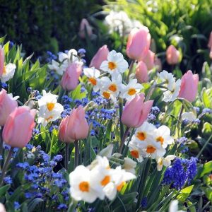 narcisos brancos e tulipas em jardim