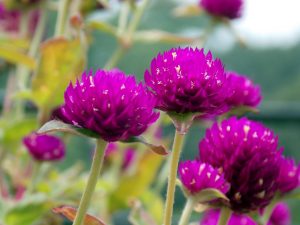 flores de perpétua