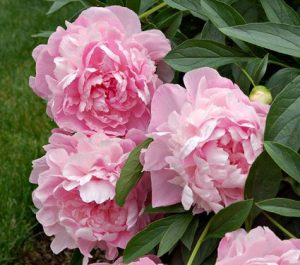 peônias rosas