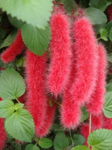 flores de rabo-de-gato