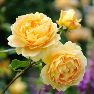 rosas amarelas