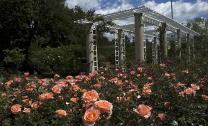 rosas laranjas em jardim