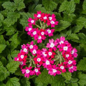 verbenas rosas