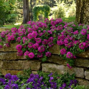 verbenas em jardim