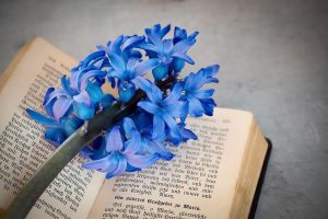 Jacinto Azul