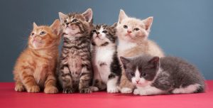 nomes para gatas
