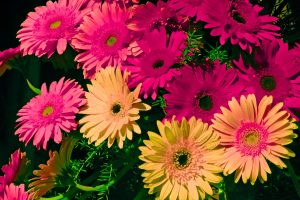 cultivar gérbera iluminação