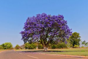 jacaranda mimoso