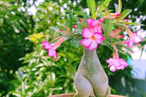 rosa do deserto