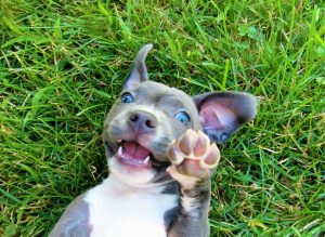 cachorrinha pitbull