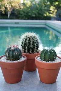 cactos