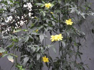 vinca pendente