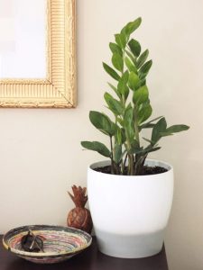 zamioculcas