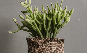 rhipsalis