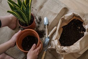 trocando planta de vaso