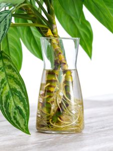 aglaonema em água