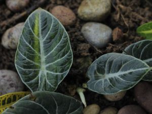 alocacia no jardim