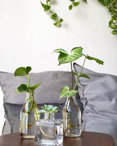 decoração com plantas na água