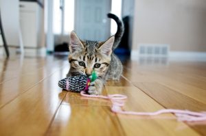gato brincando