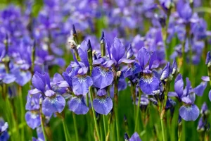 AdobeStock_271128396