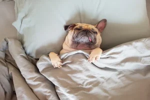 Cachorro-cama-Petlove