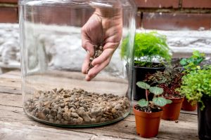 como fazer um terrário