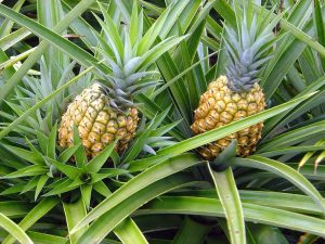 como-plantar-abacaxi-1