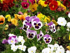 depositphotos_1343724-stock-photo-pansy