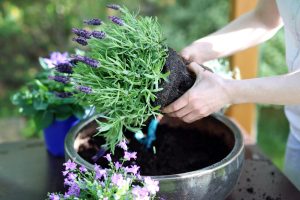 pessoa colocando lavanda em vaso