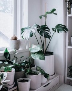plantas-para-ter-no-banheiro-15