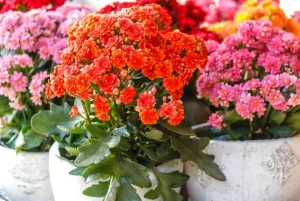 5a28a0e5ac96a.image_