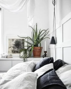 Babosa-no-quarto.-Fonte-Piterest