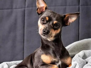 Galeria-6-Pinscher